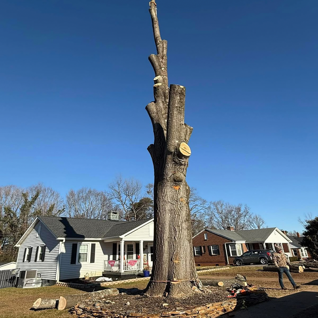 Alex Mayo Tree Trimming and Pruning Charlotte NC